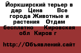 Йоркширский терьер в дар › Цена ­ 1 - Все города Животные и растения » Отдам бесплатно   . Кировская обл.,Киров г.